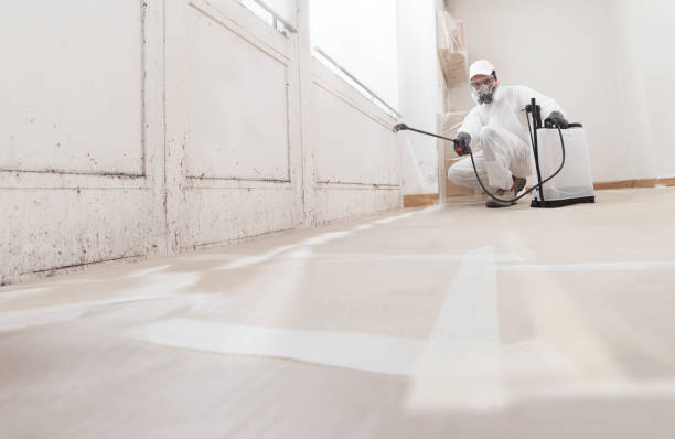 Black mold remediation team in Southampton